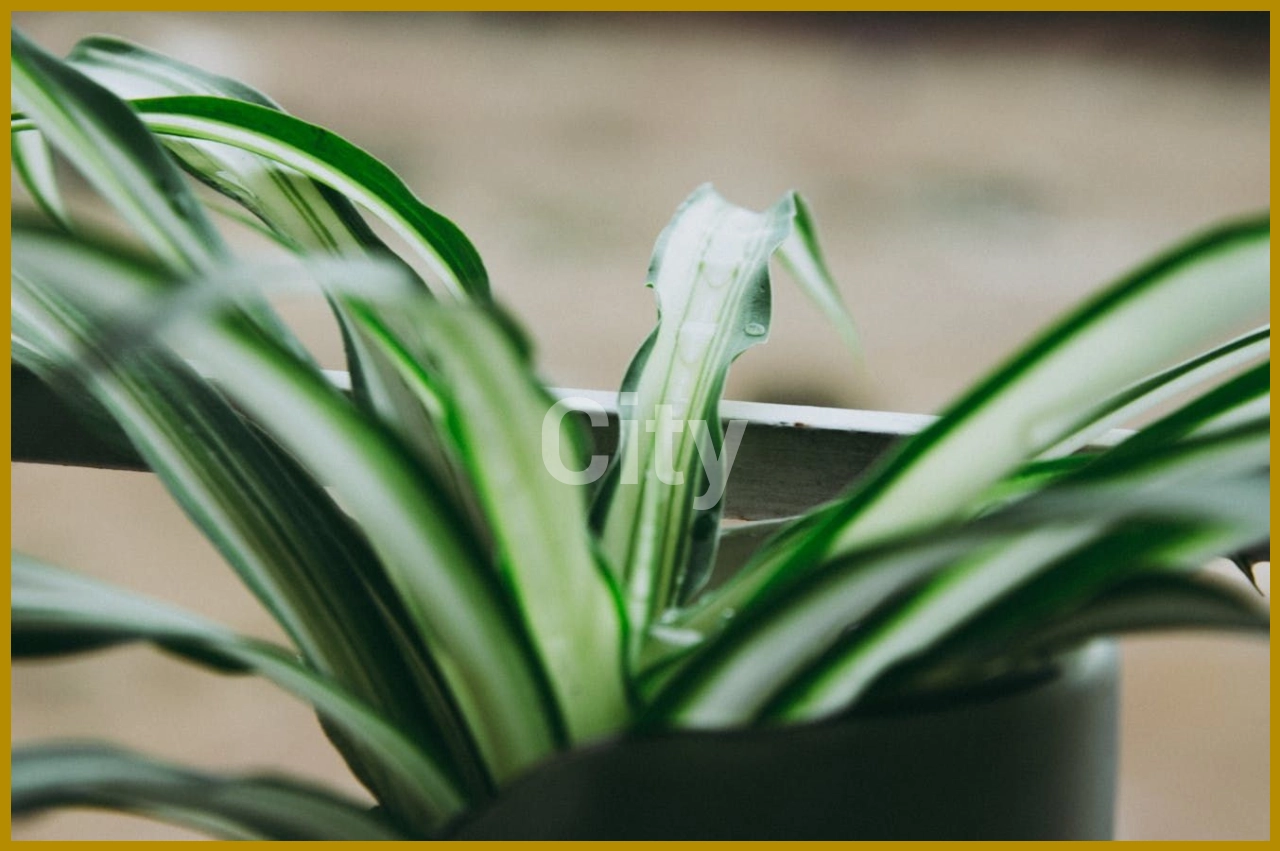 Spider Plant Tips Turning Brown? Causes and Solutions.
