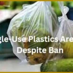 Over 18 Quintals of Banned Single-Use Plastic Bags Seized in Udaipur