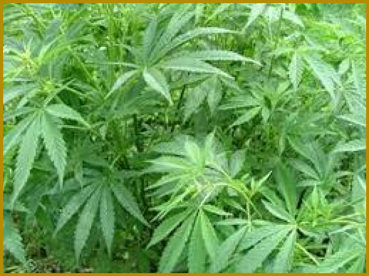 Police Arrest Drug Smuggler in Udaipur Operation