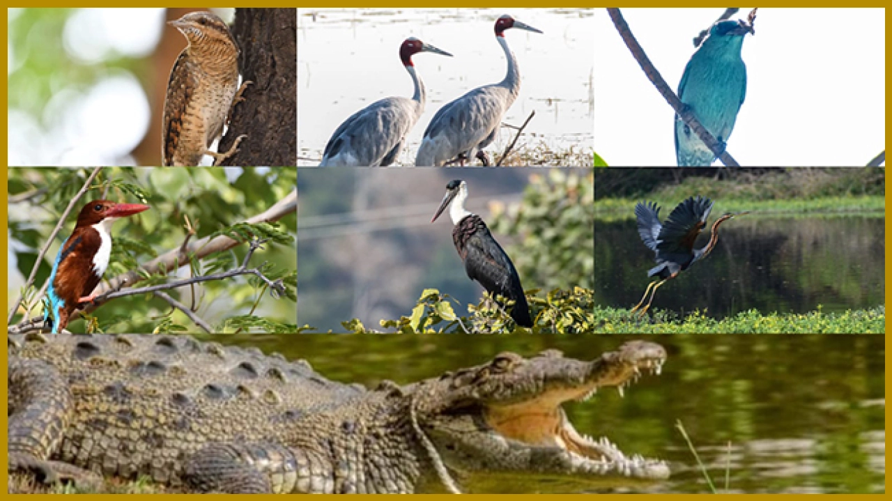 Hindustan Zincs Biodiversity Initiative Benefits Over 410,000 Animals