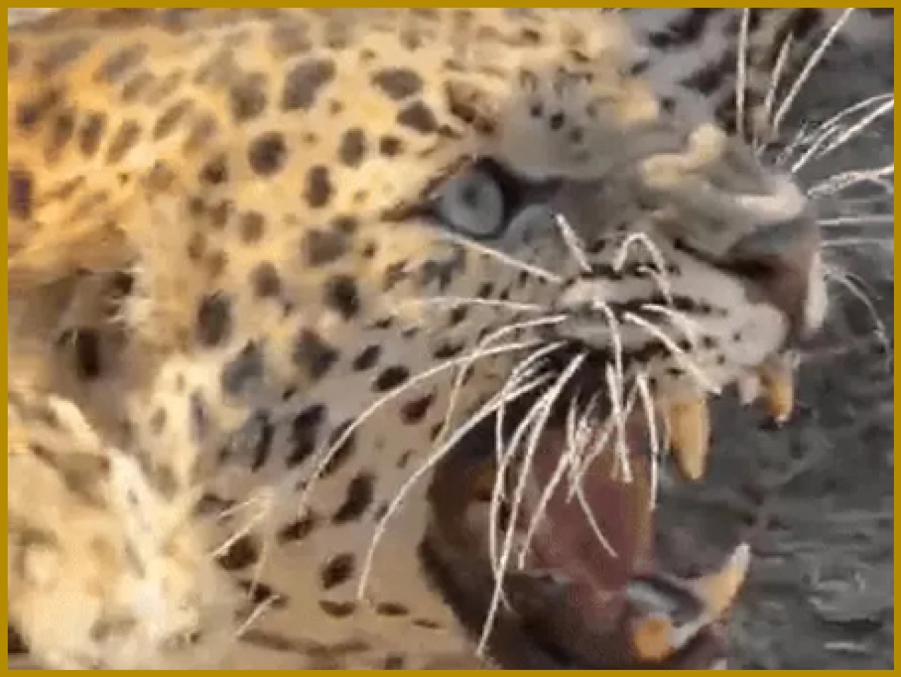 Leopard Attack Creates Panic in Village