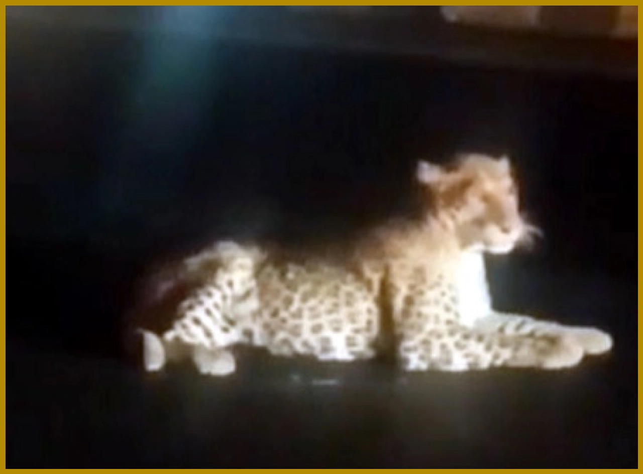 Leopards Spotted on Road in Rajsamand Amid Heatwave